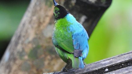 बिचित्र संसार: ग्रीन हनीक्रीपरको एउटै शरीरमा भाले र पोथी कसरी?