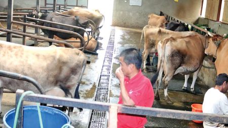 अचम्म: नेपालका गाईहरू संगीत सुन्छन्, प्रसस्तै दुध दिन्छन्