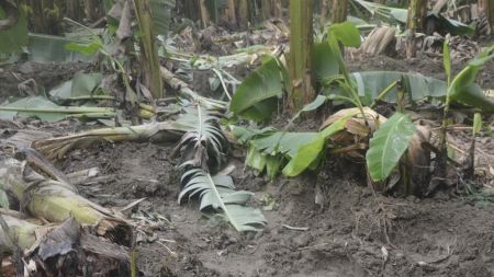 रौतहटमा जङ्गली हात्तीको आक्रमण: स्थानीयवासीको जीवन संकटमा, नियन्त्रणका उपाय सुरू