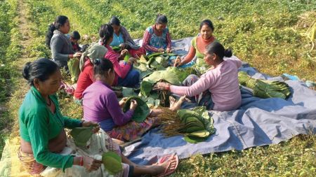 कैलालीमा माघी पर्वको तयारी तीव्र, थारू समुदायले भव्य रूपमा मनाउने तयारीमा