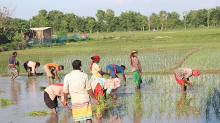 आकाशे वर्षाले ल्यायो राहत,सर्लाहीका किसानलाई अब रोपाइँको हर्ष, धानमा हरियालीको बहार