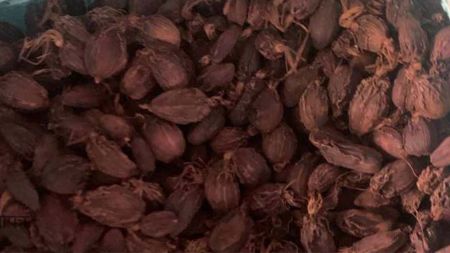 ४० हजारबाट ९४ हजारमा अलैँचीको मूल्य उफ्रियो—यो ‘सुनभन्दा महँगो’ बन्ने संकेत?