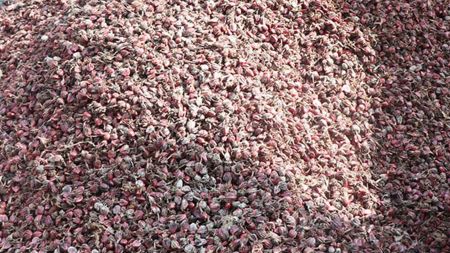 अलैँची निर्यात ४४% ले उकालो, तर चिया किन ३४% ले धराशायी?