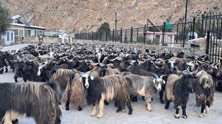 प्रधानमन्त्री कार्कीलाई बङ्गलादेश सरकारका प्रमुख सल्लाहकार युनुसद्वारा बधाई र सफल कार्यकालको शुभकामना