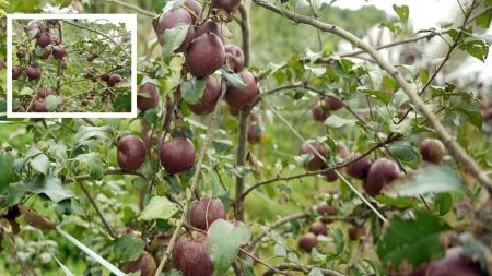 अजिरकोट गाउँपालिकामा पहिलोपटक स्याउ परीक्षण खेती सफल!